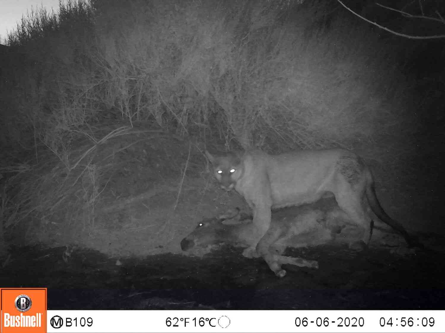 Mountain Lions are a big problem in the Sierra Nevada